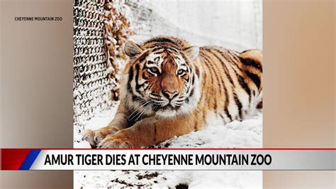 Accident kills tiger at Cheyenne Mountain Zoo